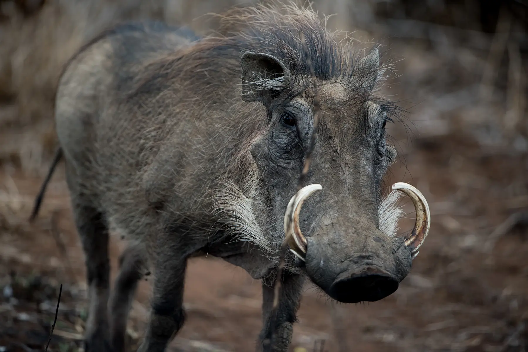 warthog