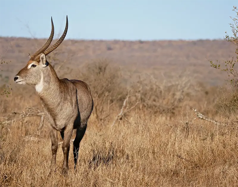 hunting waterbuck