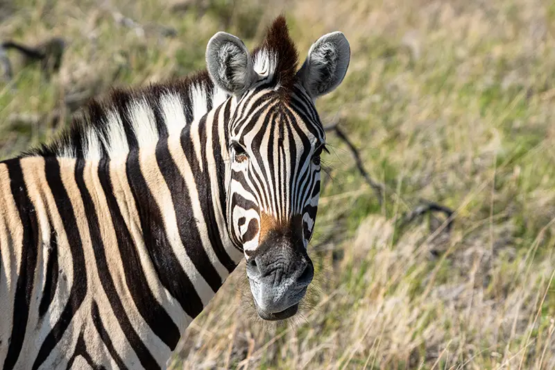 hunting zebra