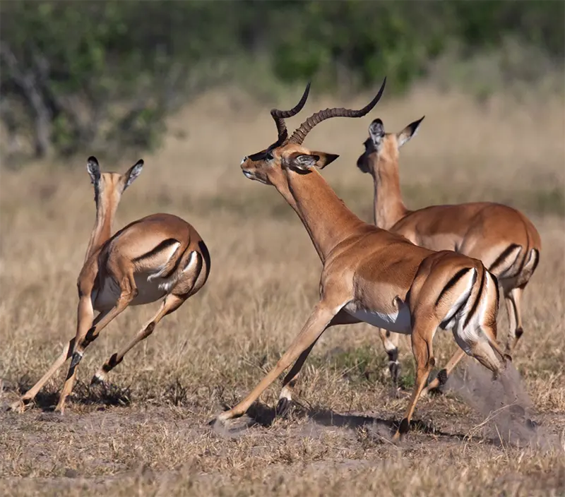 Impala male