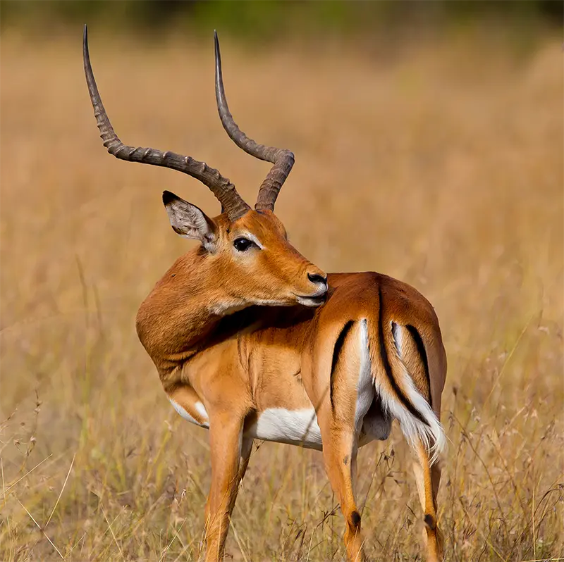 impala trophy - South Africa