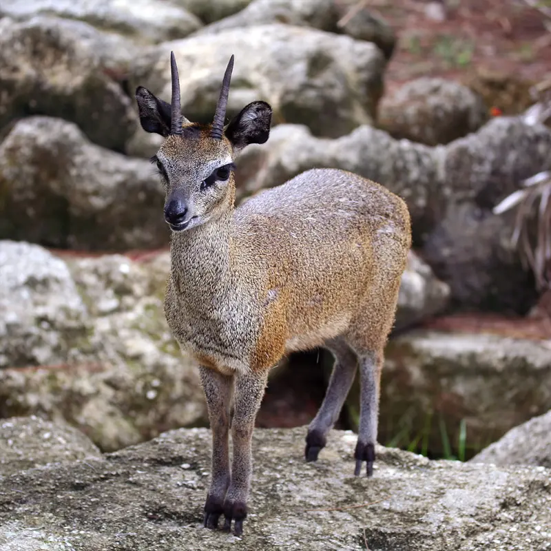 klipspringer