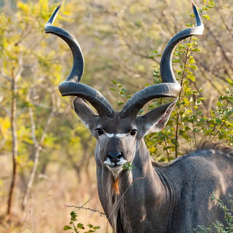 Big Kudu Bull