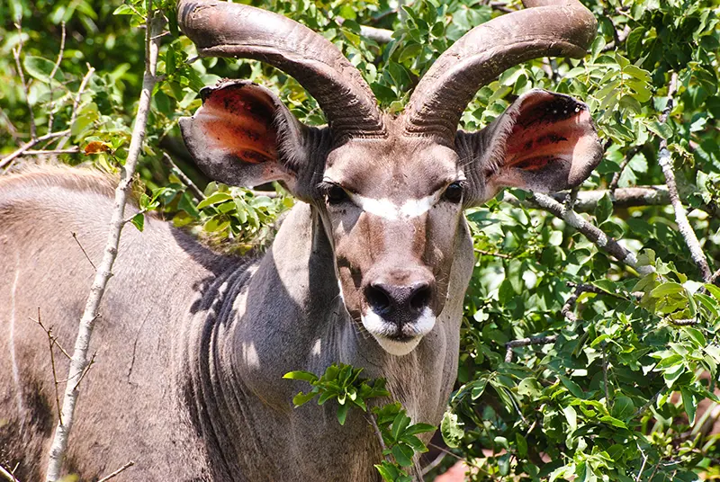 kudu south africa