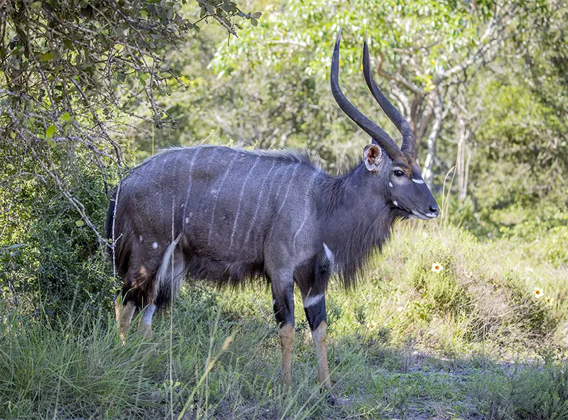 nyala-africa