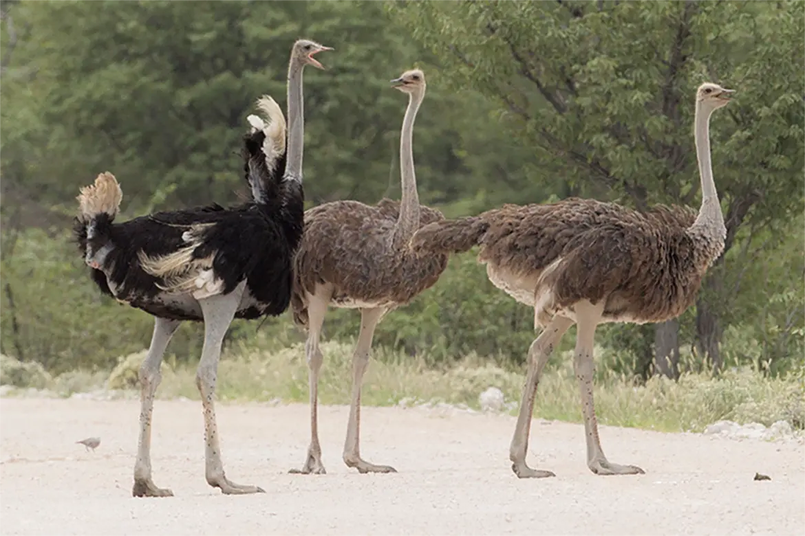 ostrich male