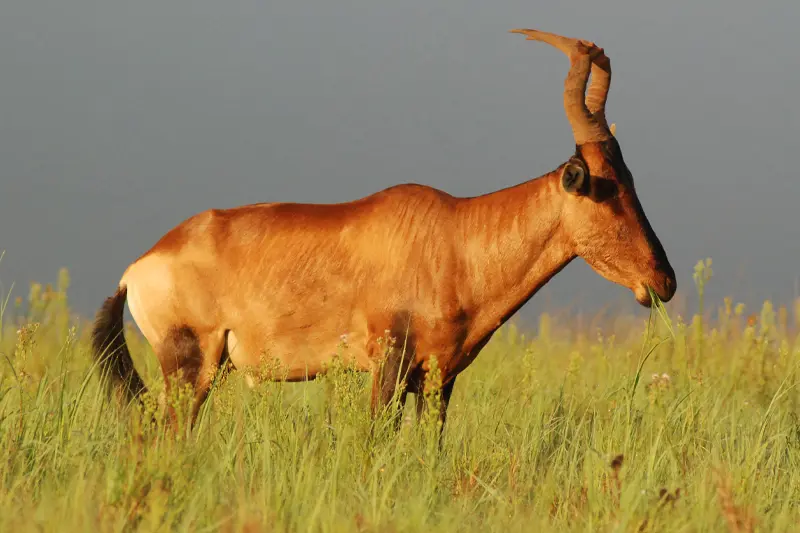 red hartebeest