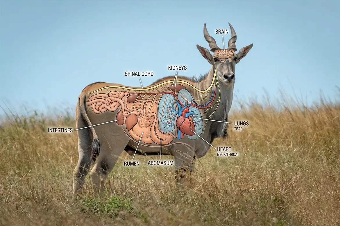 shot placement eland