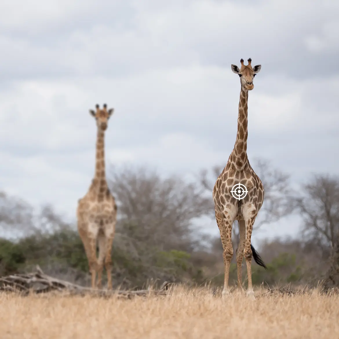 shot placement front giraffe