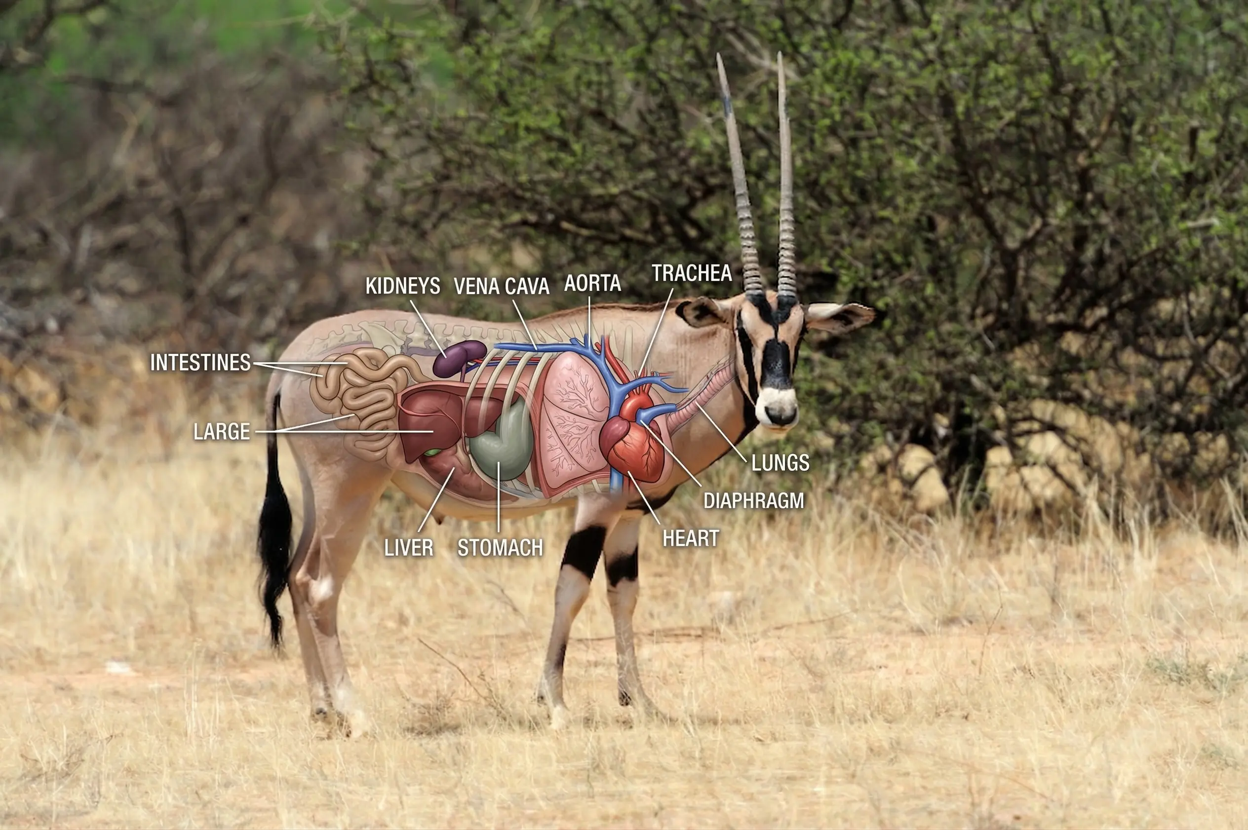 shot placement gemsbok