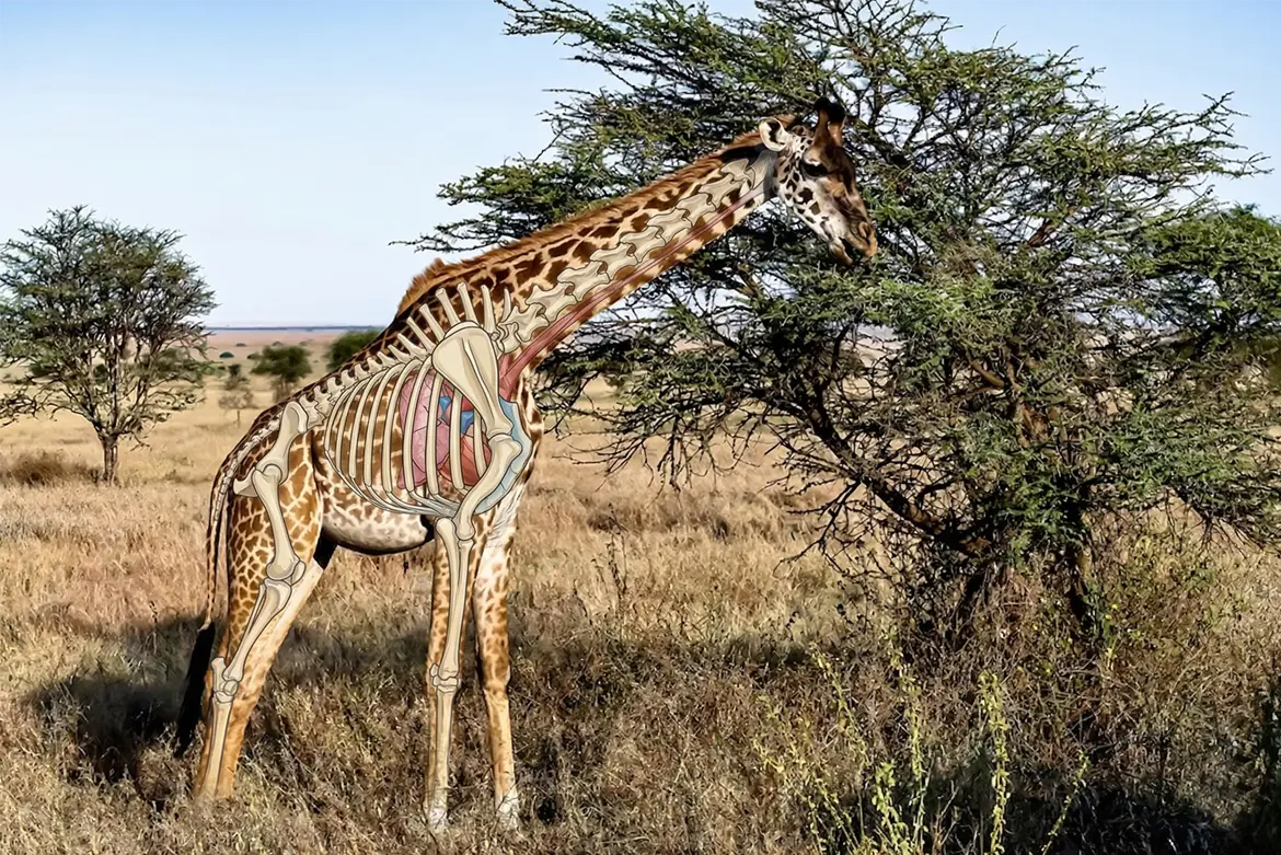 shot placement giraffe south africa