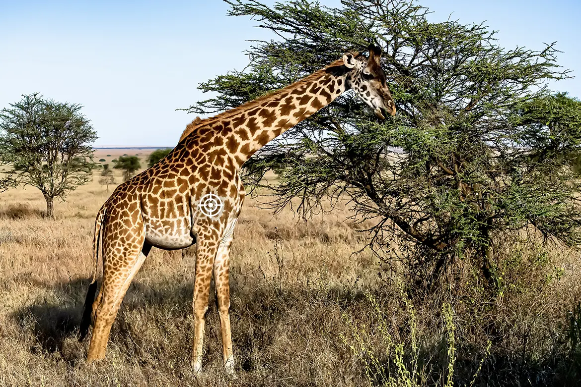 shot placement giraffe