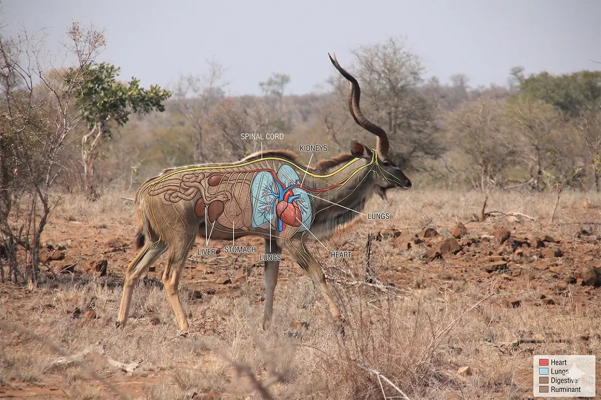 shot placement kudu south africa