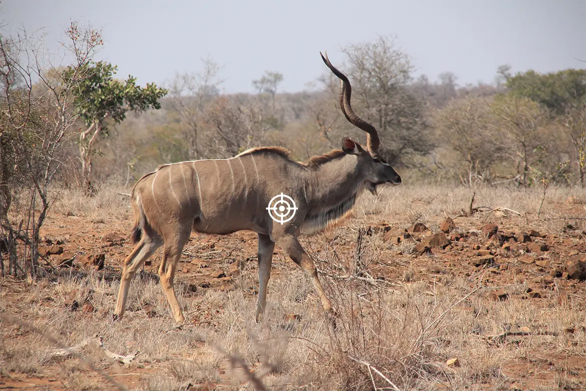 shot placement kudu