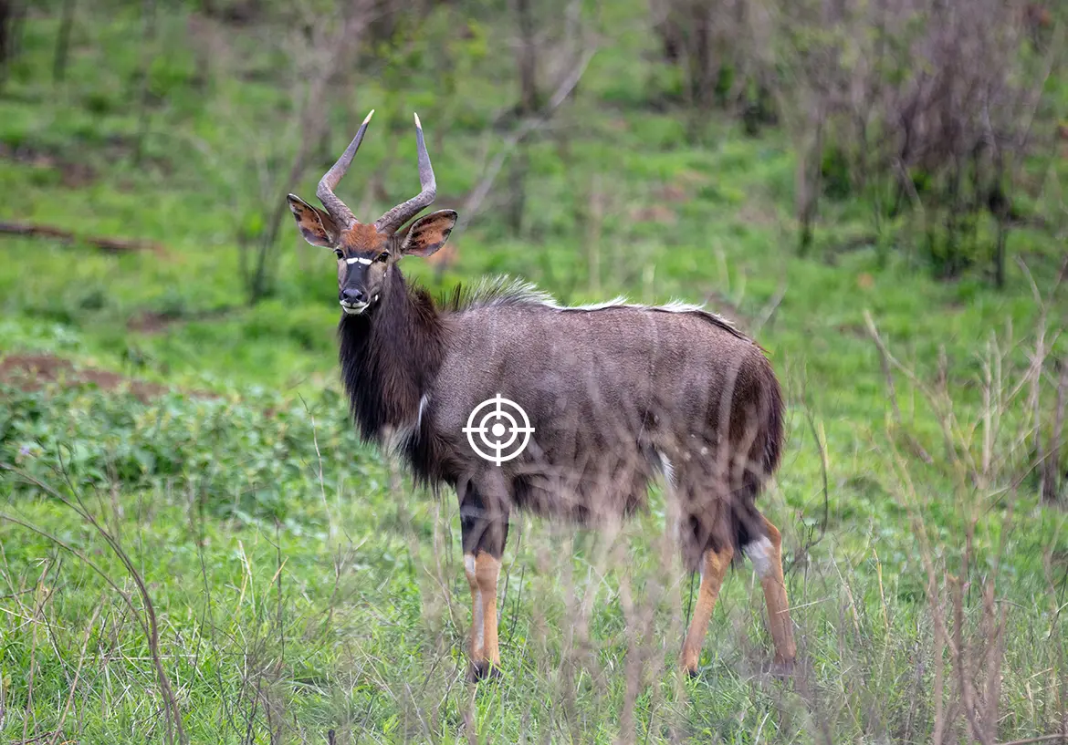 shot placement nyala africa