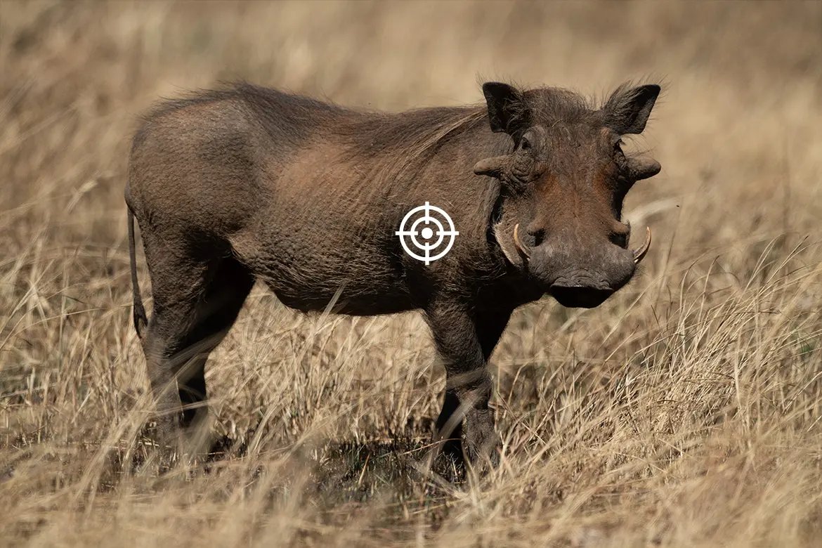 shot placement warthog africa