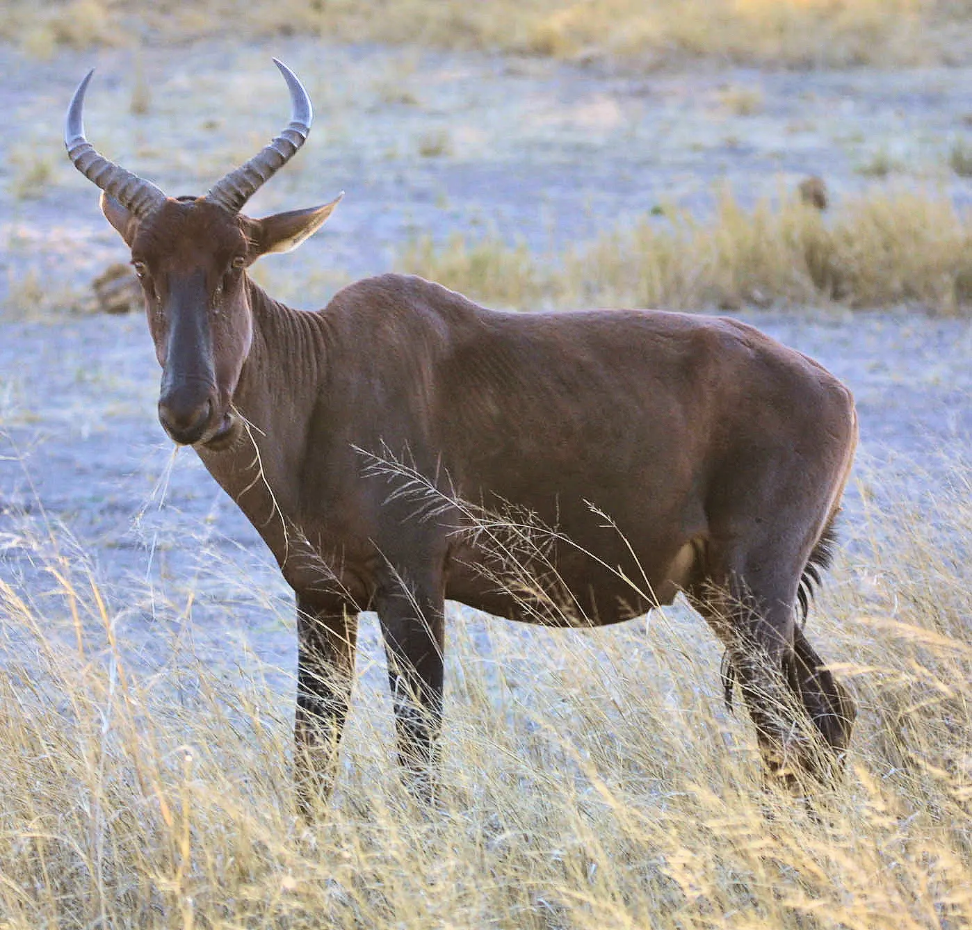 tsessebe south africa