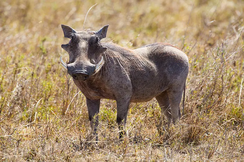 warthog africa
