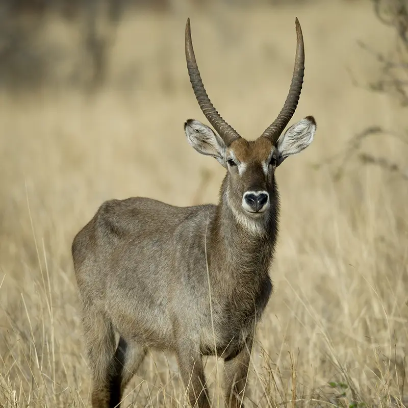 waterbuck