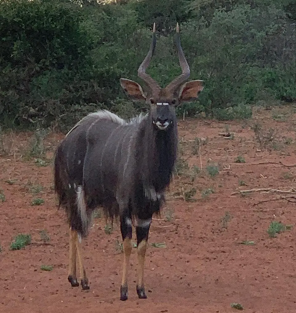 nyala hunting
